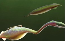 Tully Monster