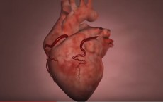 Cardiology: Do You Know The Warning Signs Of Heart Disease?