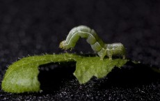 Worm on Leaf