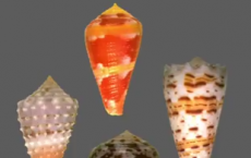 Cone Snail Venom