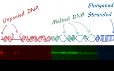 DNA under mechanical tension