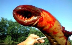 Alien Sea Monster Discovered In New Jersey