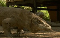 Largest Lizard On Earth - The Komodo Dragon