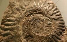 Helicoprion Teeth