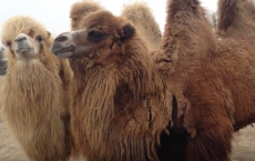 Bactrian Camel