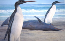 Giant Penguin Fossil Discovered In New Zealand