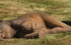 Mother Elephant Can't Wake Sleepy Baby