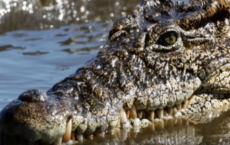 Crocodile Stoned To Death At Tunisian Zoo