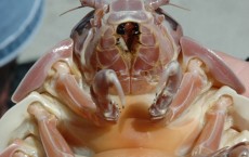 Male Giant Isopod in Japan Fasts For 4 Years