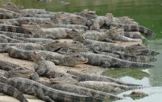 Fossils in Panama Suggest Alligators Came From South America