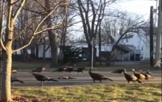 Wild Turkeys