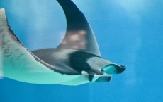 Mobula Ray