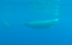 First Underwater Video Of True´s Beaked Whales