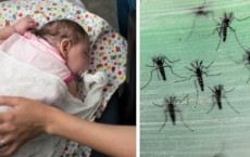 Political Laxity May Lead To Zika Virus Outbreak 