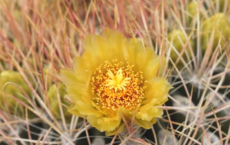 This Desert In The Southwest Is Experiencing A Wildflower ‘Superbloom’