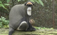 De Brazza Monkey Born at the Oregon Zoo 