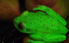 World's first fluorescent frog that glows bright green is found in Argentina