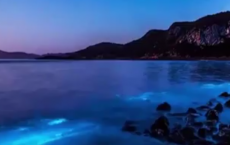 Tasmania Bay: Ghostly Blue Glow Can Be A Sign Of Trouble