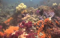 Coral Reefs Of Raja Ampat Islands 