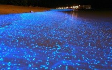 Bioluminescence vs Biofluorescence