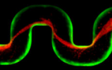 bac­te­r­ial cells (green) flowed through a chan­nel, form­ing a green biofilm