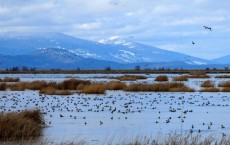 Fishes Migrate to Safer Grounds To Avoid Predators