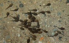 Tadpoles Swimming