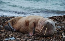 First Walrus Spotted in Orkney in 26 Years