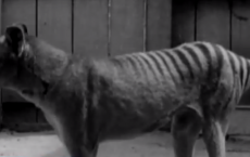 Tasmanian Tiger