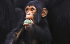 A Primate Eating Fruit