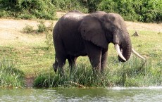 Radioactive Carbon from Nuclear Bomb Test May Help Tack Poachers Who Carry Illegal Ivory Trade