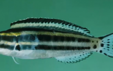 Fang Blenny