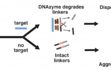 DNAzyme catalyst combined with gold nanoparticles