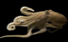 Octopuses And Squid: They Can Rewrite Their RNA That Is Why They Are So Intelligent