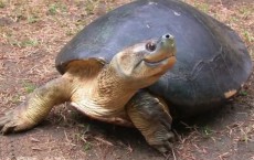 Burmese Roofed Turtle