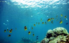 Coral Reefs In Danger