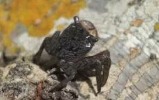 Mangrove Tree Crabs On Sanibel Island, FL