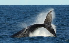 Whale Watching Season Underway 