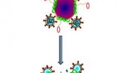 Nanoparticles carrying melittin bee venom fuse and kill HIV virus cells