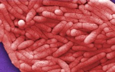 Antibiotic Resistance in Foodborne Germs an Ongoing Public Health Threat: CDC