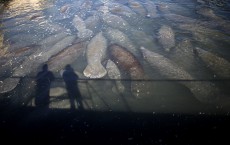 Red Tide Kill Several Manatees on Florida’s Gulf Coast