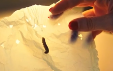 Galleria Mellonella: A Plastic-Eating Caterpillar