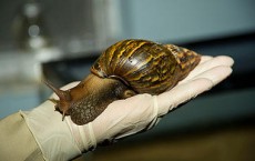 Giant African Snail