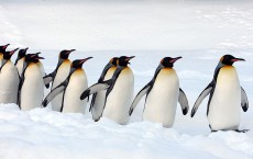 Up Close Viewing Of Animals Attracts Visitors To Asahiyama Zoo