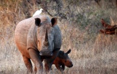 Wildlife In Kruger National Park