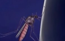 Malaria