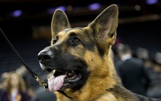 A German Shepherd