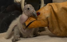 First Condor Chick of Season Hatched at San Diego Zoo