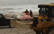 Dead Whale Washes Up On New York Beach