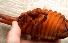 Hercules Beetle Pupa